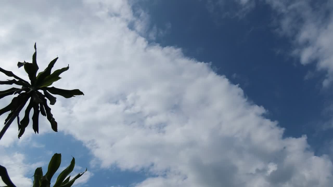 Stock Video Noon In The Tropics Live Wallpaper - Free Download