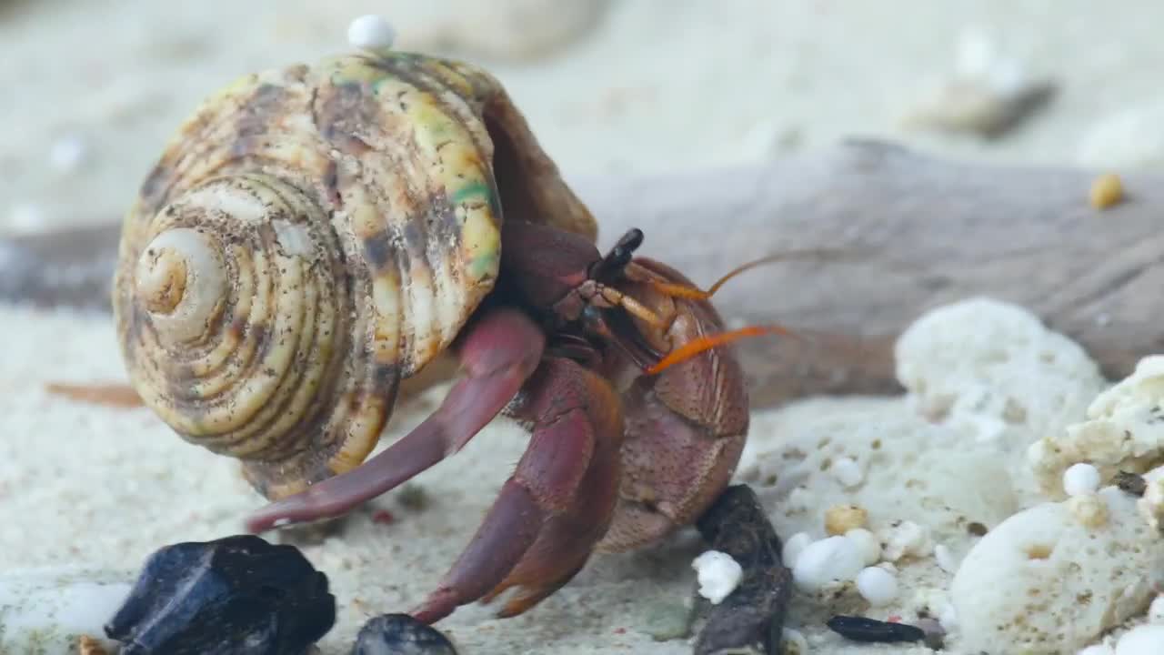 Stock Video Crab Crawling On A Sandy Beach Live Wallpaper For PC - Free Download
