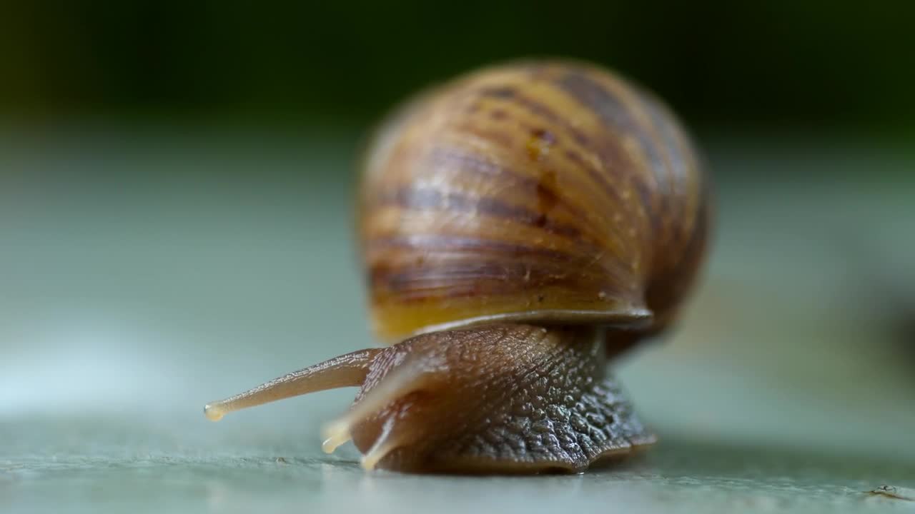 Stock Video Garden Snail Crawling Live Wallpaper For PC - Free Download