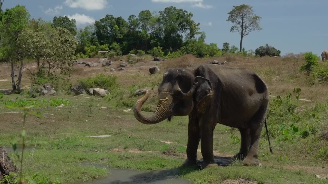 Stock Video Elephant Getting Wet With Its Trunk Live Wallpaper For PC - Free Download