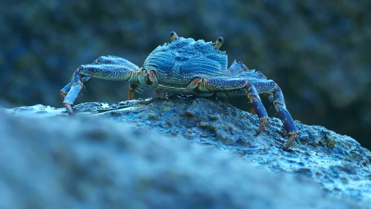 Stock Video Crab On A Rock Live Wallpaper For PC - Free Download