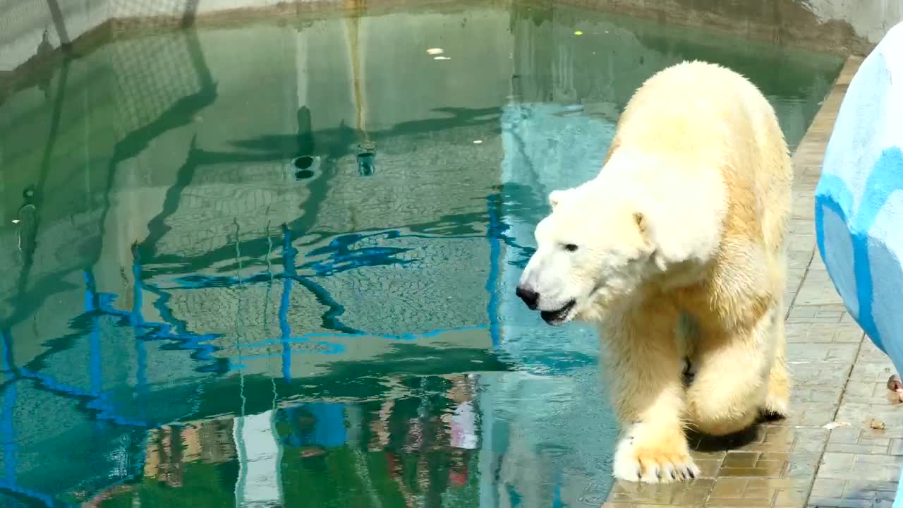 Video Stock Polar Bear Walking At The Zoo Live Wallpaper Free - Free Download