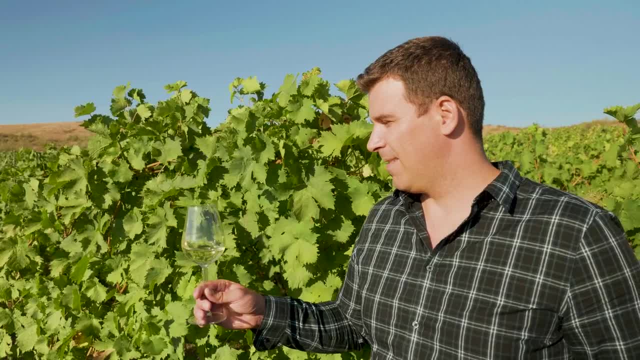 Stock Video Man Holding A Glass Of Wine In A Vineyard Animated Wallpaper - Free Download