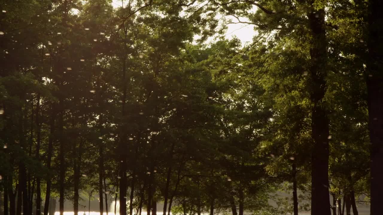 Free Stock Video Seeds Blowing Through Woodland Live Wallpaper - Free Download