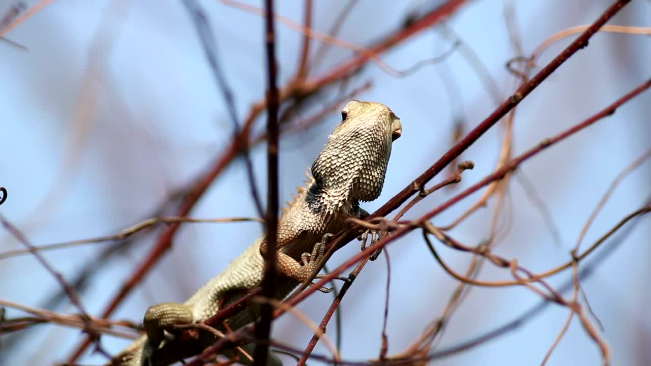 Video Stock Chameleon In The Wild Live Wallpaper For PC - Free Download