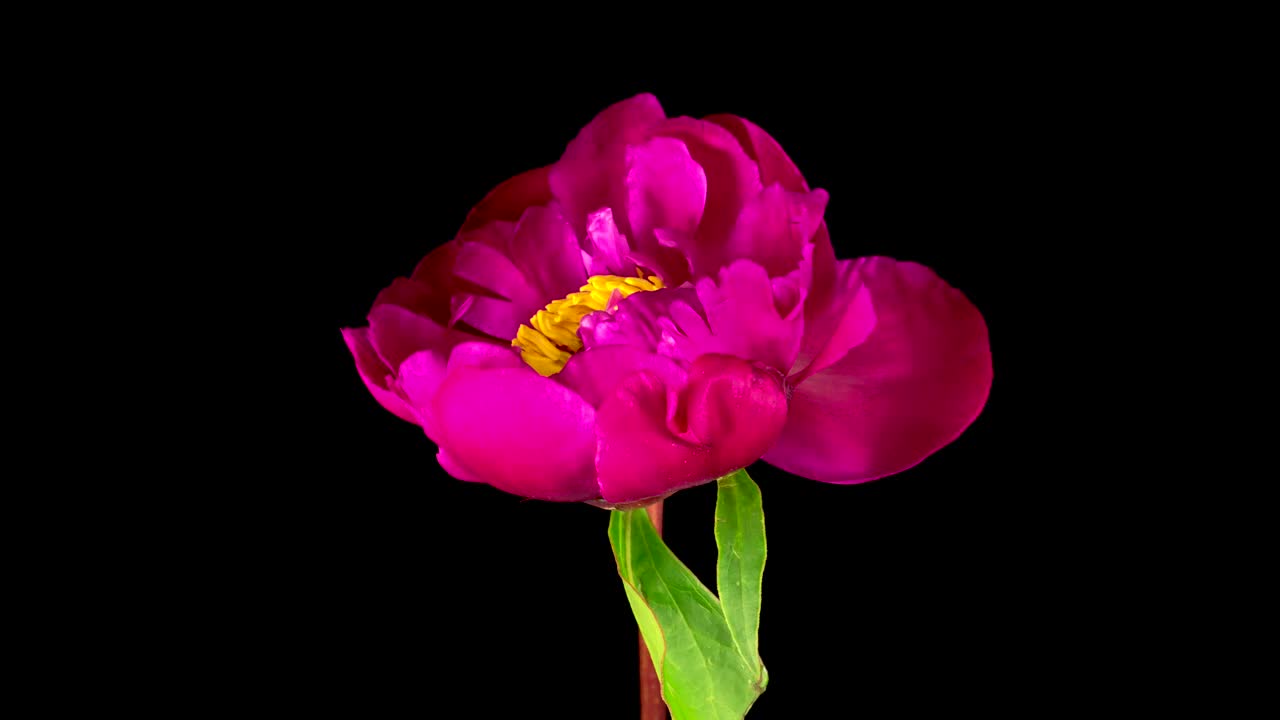 Stock Video Peony Pink Flower Opening Live Wallpaper - Free Download