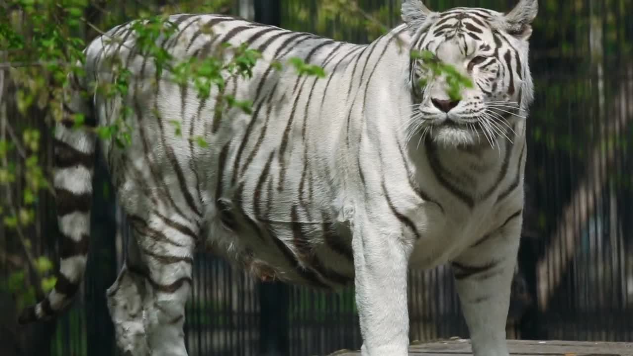 Stock Video Gorgeous White Tigress Walks Live Wallpaper For PC - Free Download