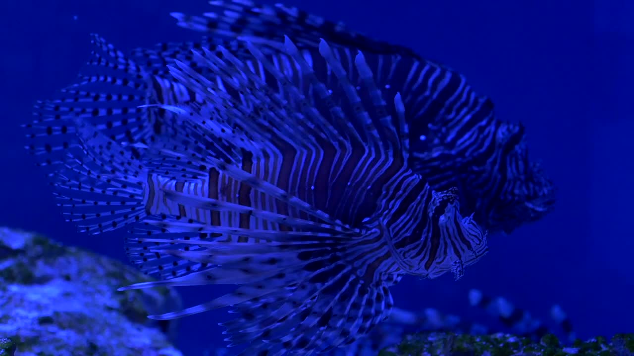 Stock Video Lionfish On A Blue Aquarium Animated Wallpaper - Free Download