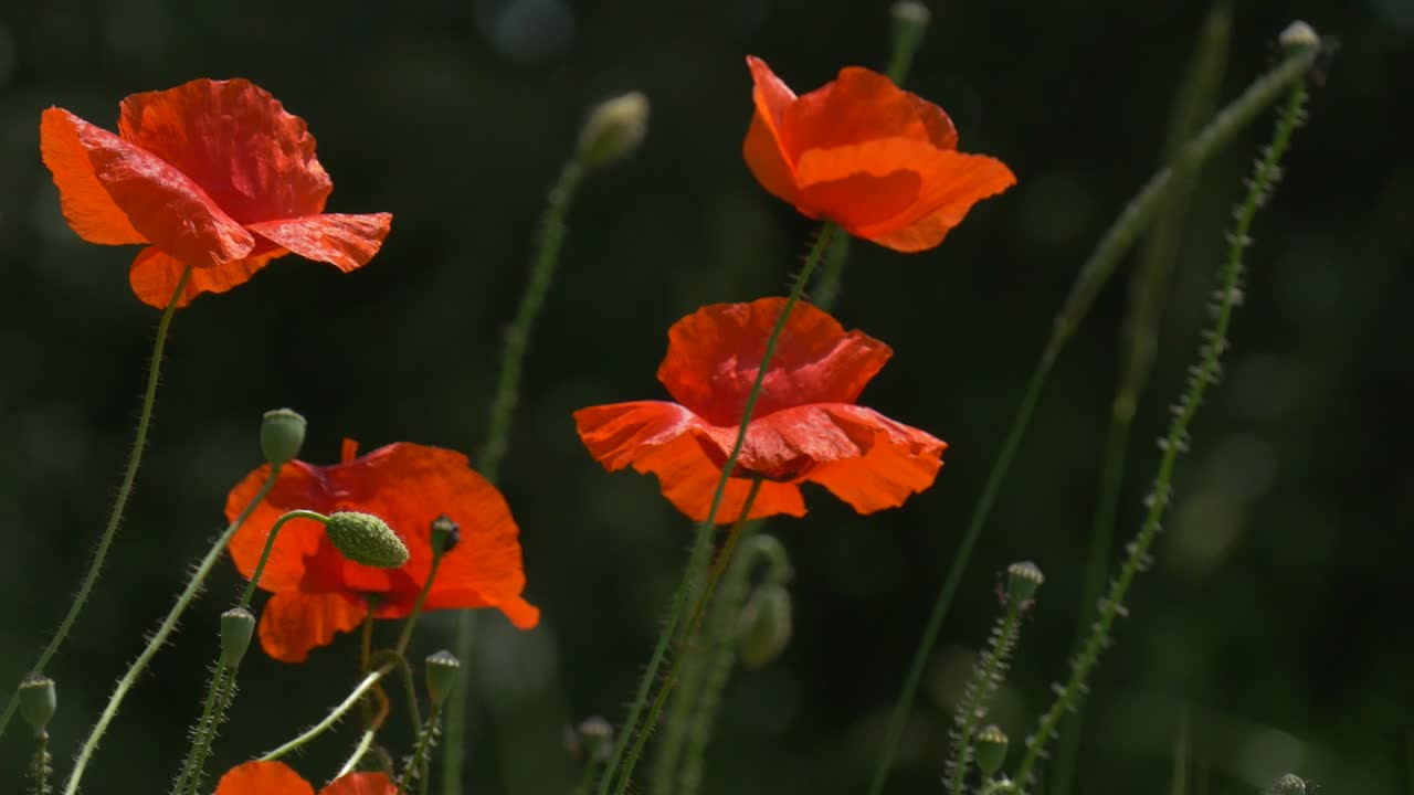 Stock Video Orange Wildflowers Moving With The Wind Live Wallpaper - Free Download