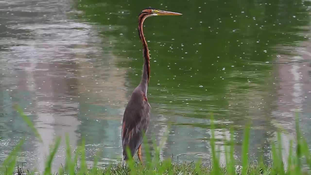 Stock Video Heron Standing At The Edge Of A Pool Animated Wallpaper - Free Download