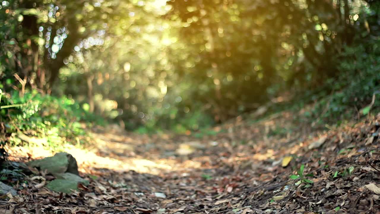 Video Stock Person Running Away From Something In A Forest Live Wallpaper Free - Free Download