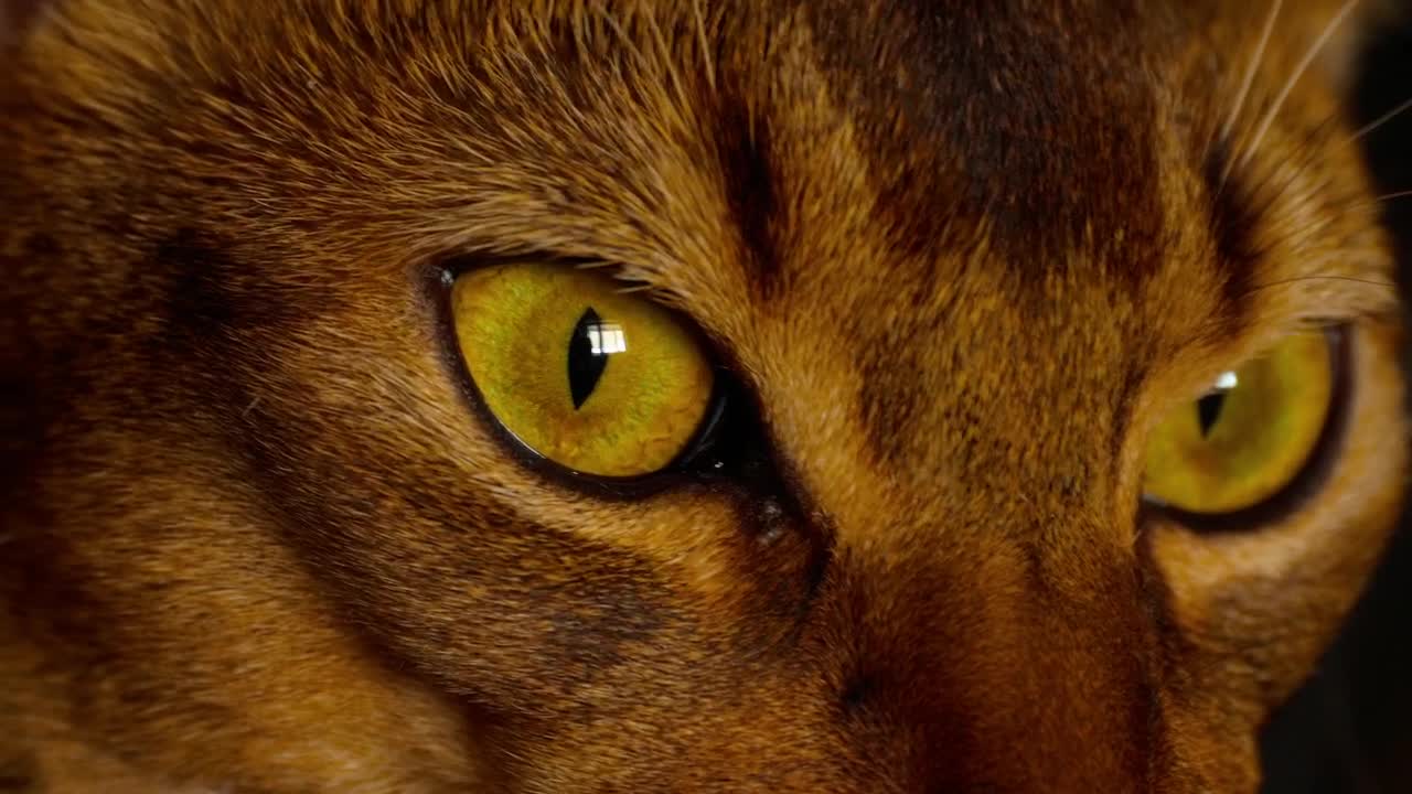Video Stock Cat Eyes Closeup Live Wallpaper For PC - Free Download