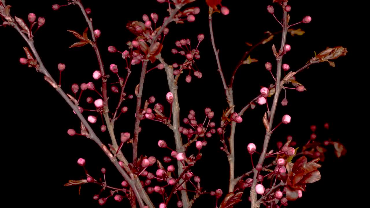 Video Stock Cherry Tree Pink Flowers Opening On The Branches Live Wallpaper For PC - Free Download