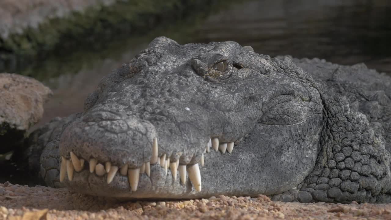 Stock Video Large Grey Crocodile Animated Wallpaper - Free Download