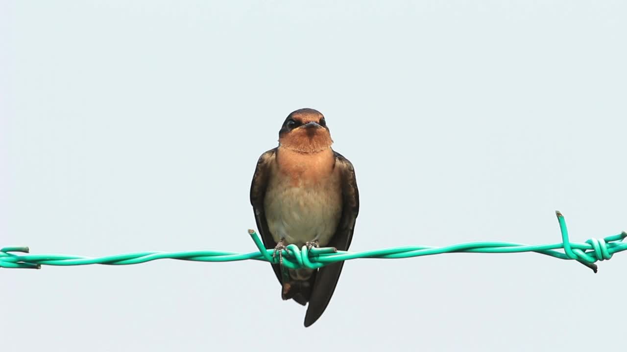 Stock Video Bird Resting On Metal Wire Live Wallpaper For PC - Free Download