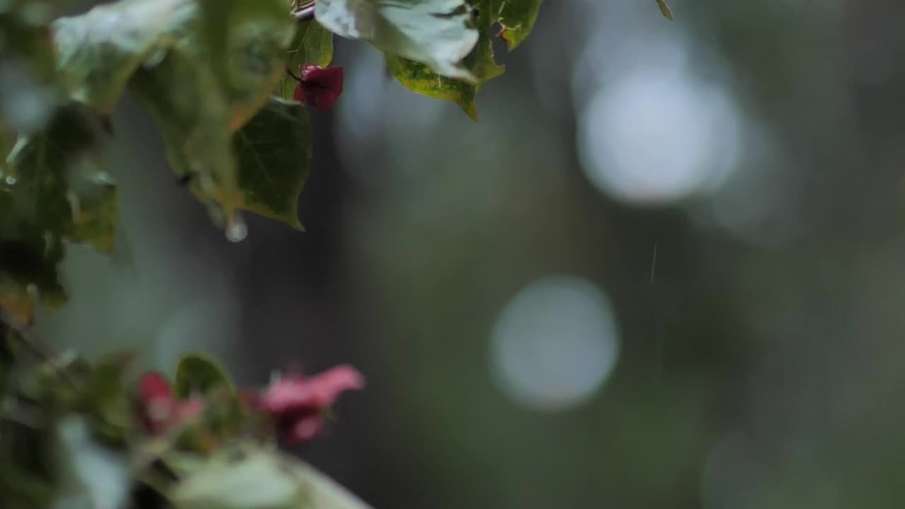 Video Stock Rain In The Wild Live Wallpaper Free - Free Download
