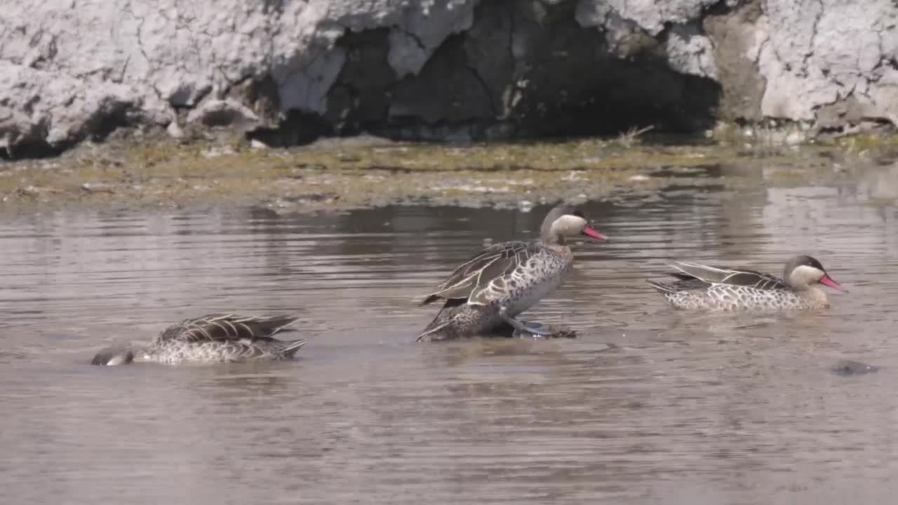 Stock Video Ducks Swimming In The Pond Live Wallpaper For PC - Free Download