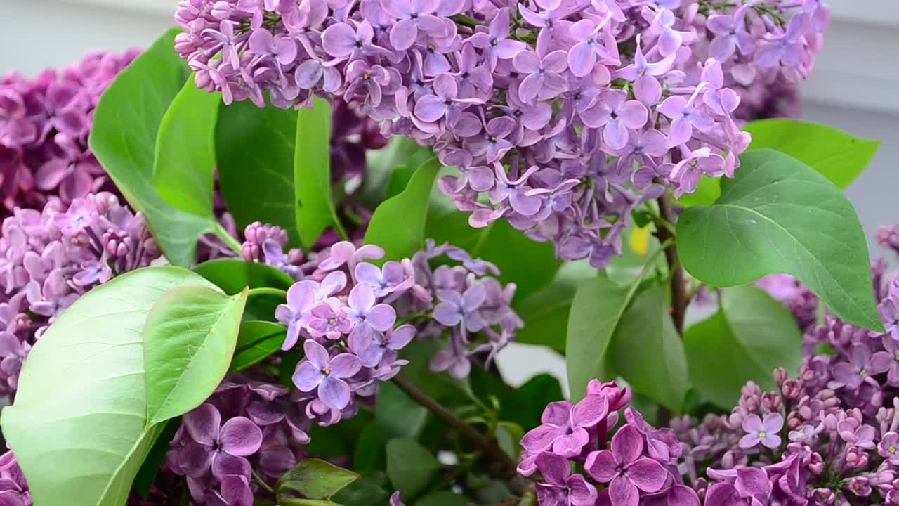 Stock Video Lilac Flowers In A Community Garden Animated Wallpaper - Free Download