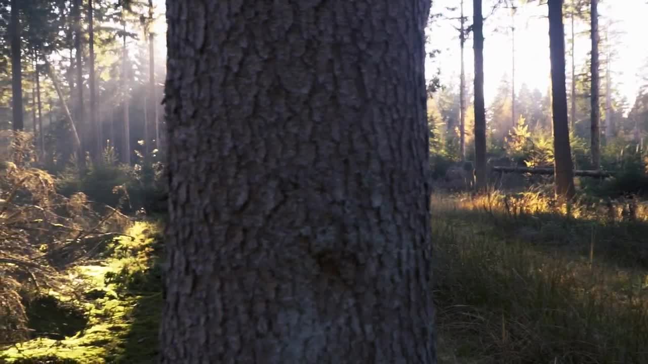 Free Video Stock the suns rays in the forest Live Wallpaper - Free Download