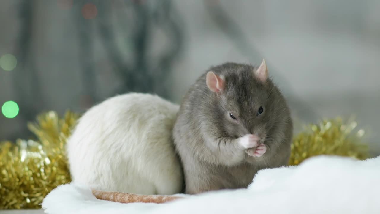 Stock Video Gray And White Rat Live Wallpaper For PC - Free Download