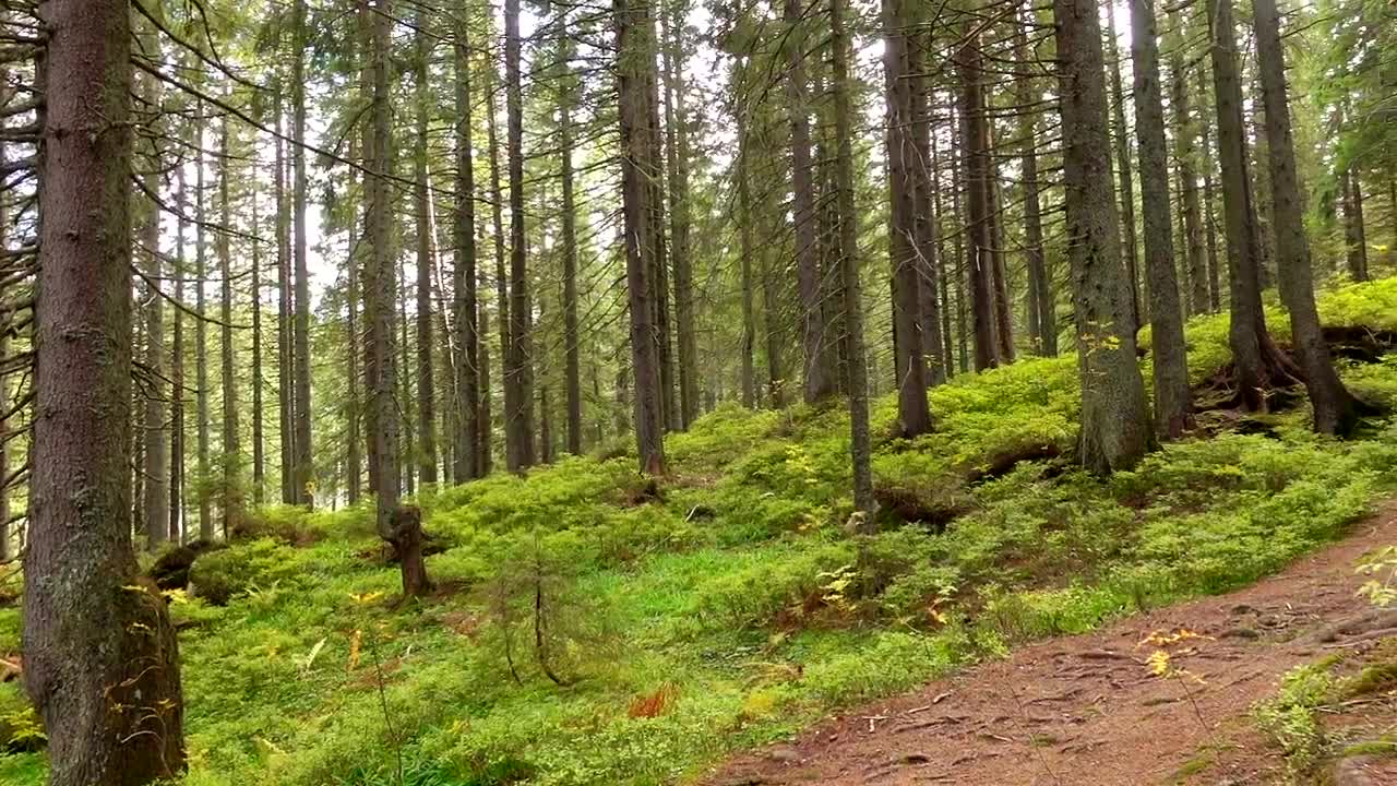 Stock Video Panorama Of A Forest Of Many Trees Live Wallpaper - Free Download