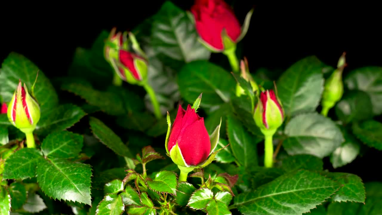 Video Stock Red Roses Opening On Black Background Live Wallpaper Free - Free Download