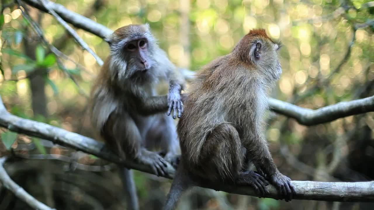 Free Stock Video Two Monkeys On A Tree In The Jungle Live Wallpaper - Free Download