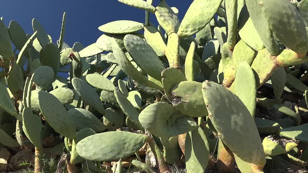Video Stock Cactus Plant In The Wild Live Wallpaper For PC - Free Download