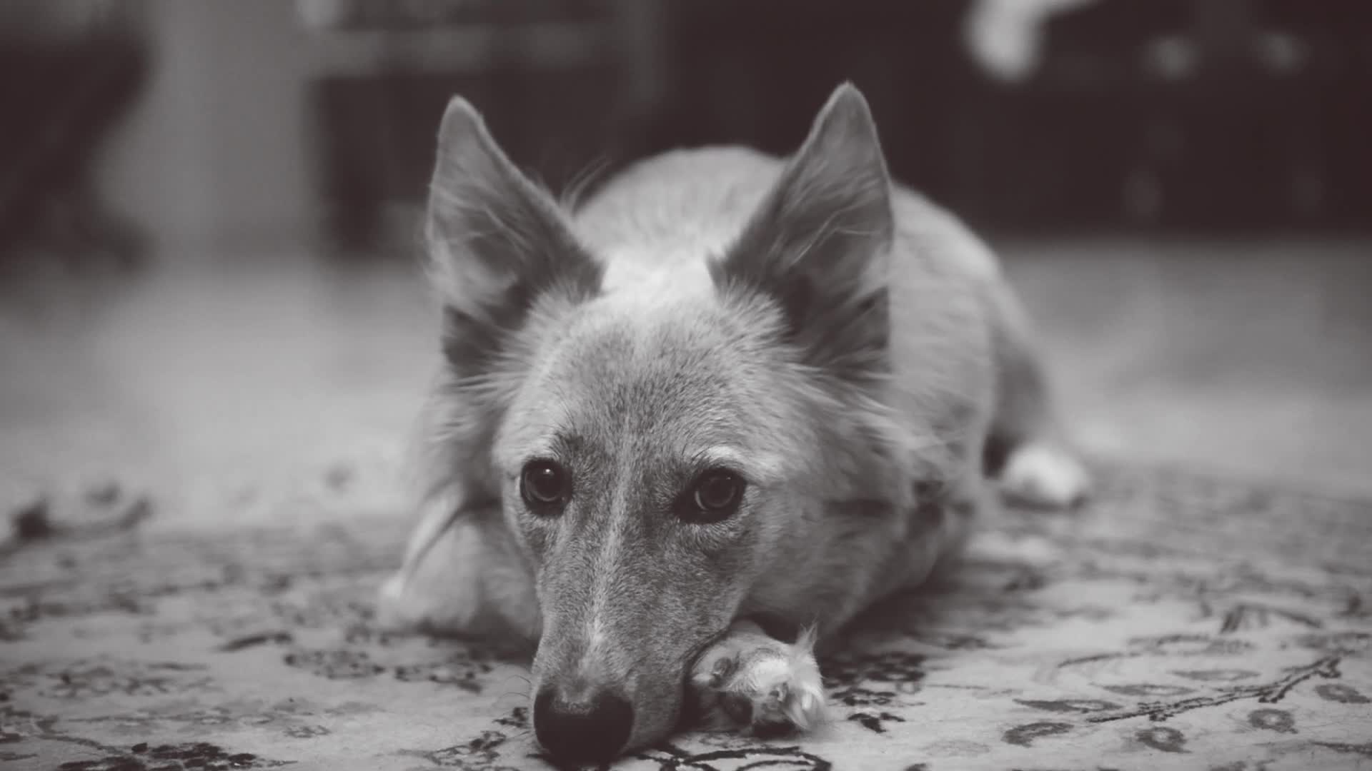 Fluffy Ears Dog HD Live Wallpaper - Free Download