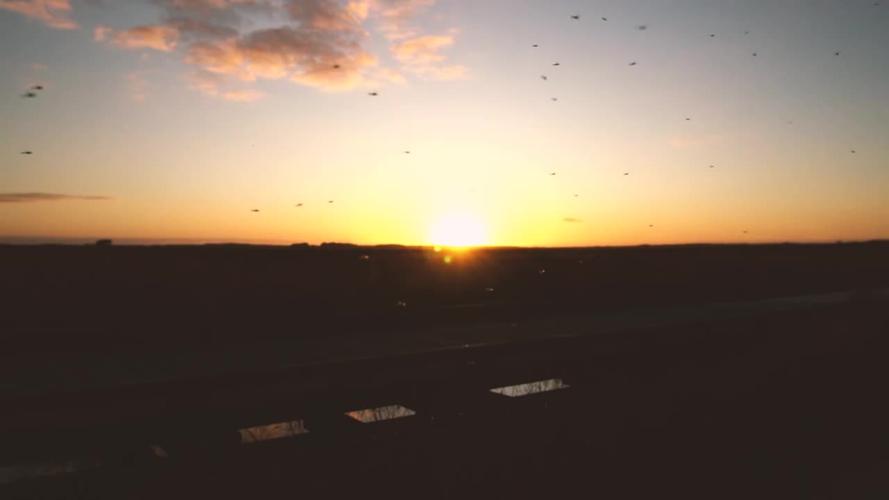 Stock Video Insects Flying At Sunset Animated Wallpaper - Free Download
