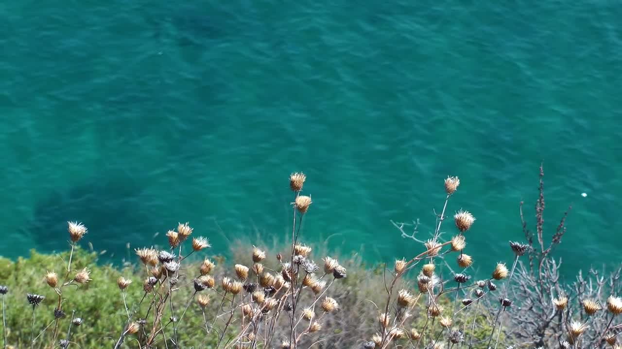 Stock Video Dried Flowers On The Seashore Live Wallpaper For PC - Free Download