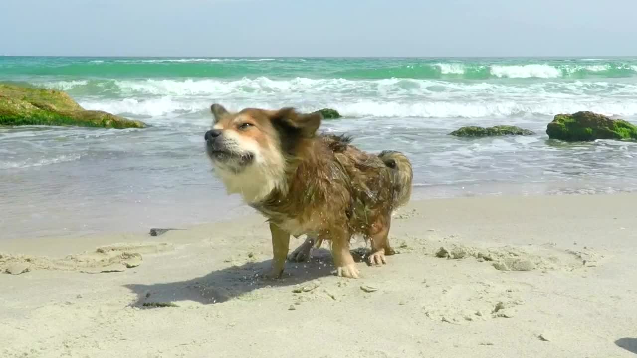 Stock Video Dog Shaking Off On A Sunny Beach Live Wallpaper For PC - Free Download