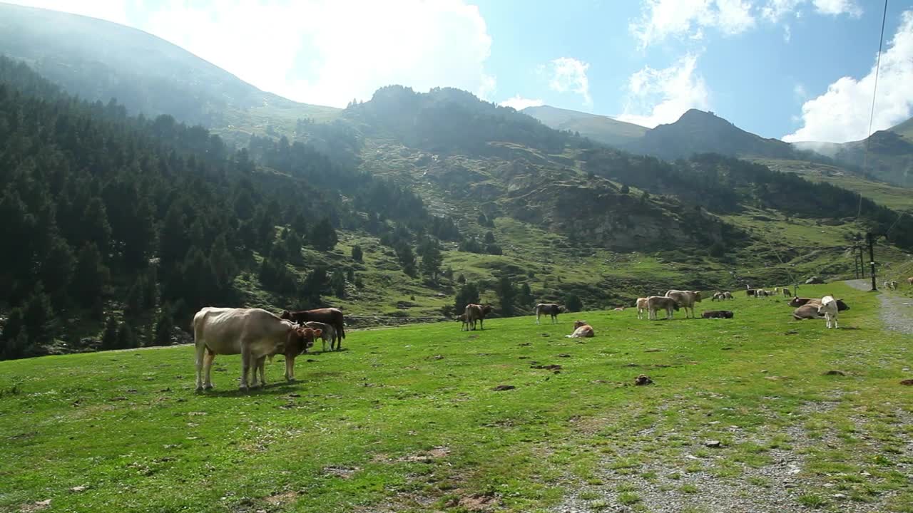 Stock Video Cows Grazing In The Valley Live Wallpaper For PC - Free Download