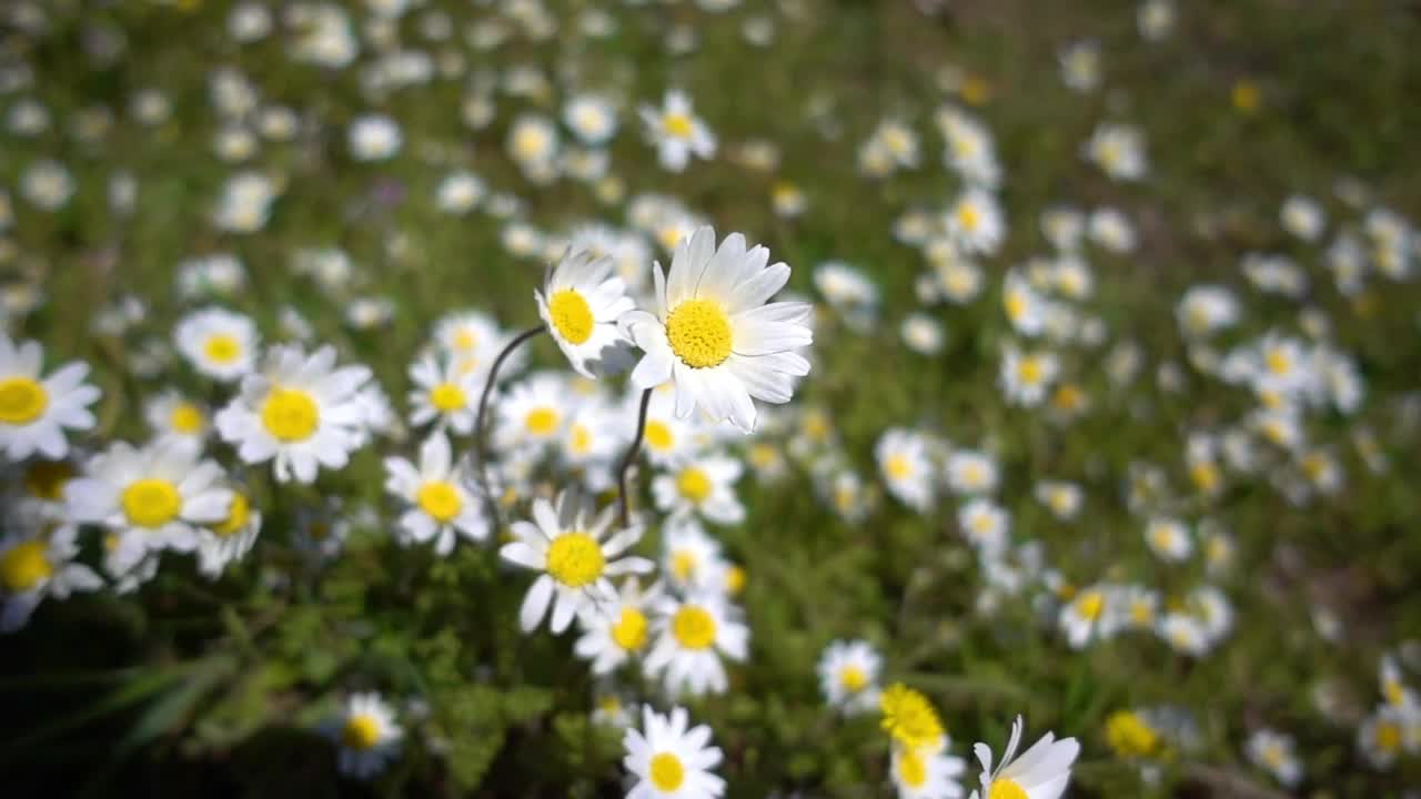 Stock Footage White Daisy Flower Field In The Meadow Live Wallpaper - Free Download