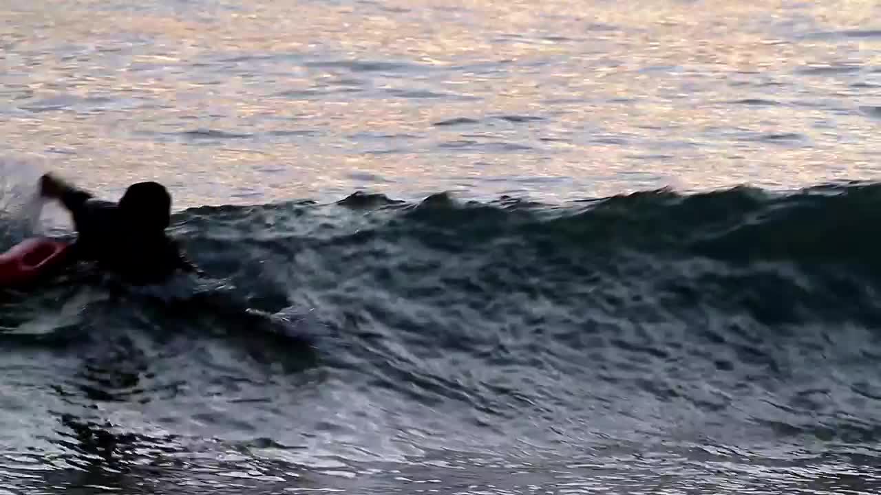 Free Video Stock swimming in the shallows Live Wallpaper - Free Download