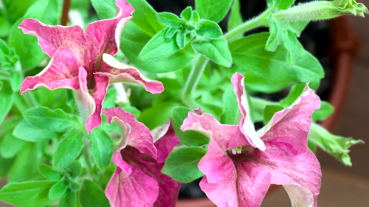Video Stock Petunia Blossom In Slow Motion Live Wallpaper Free - Free Download