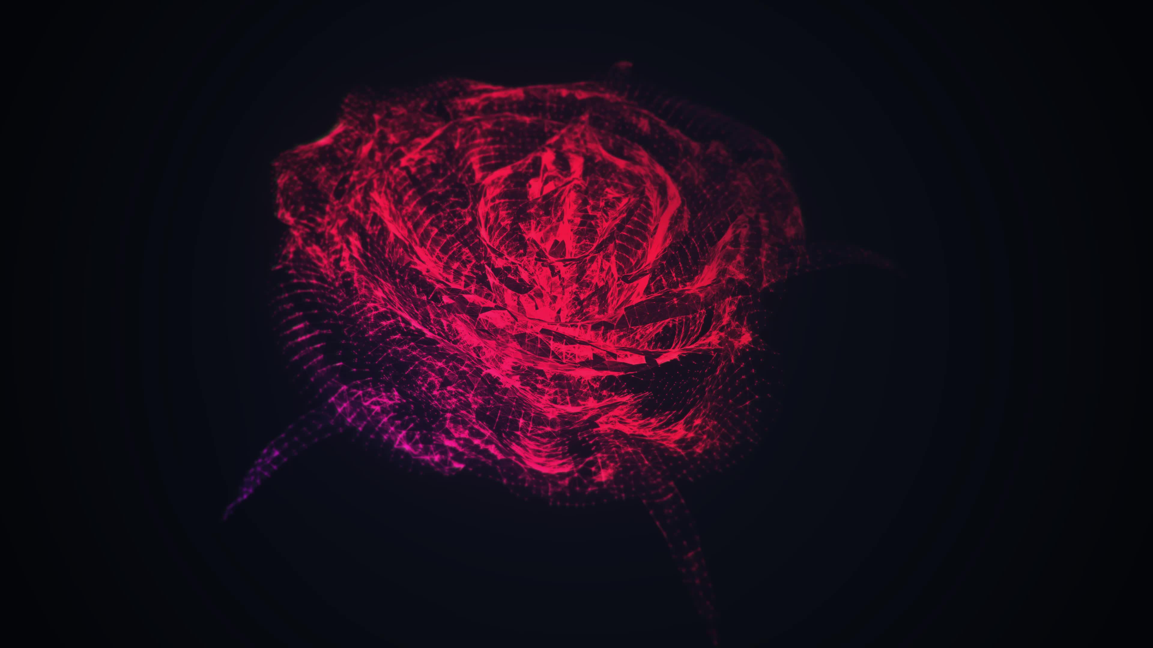 60fps 4k Rose Live Wallpaper - Free Download