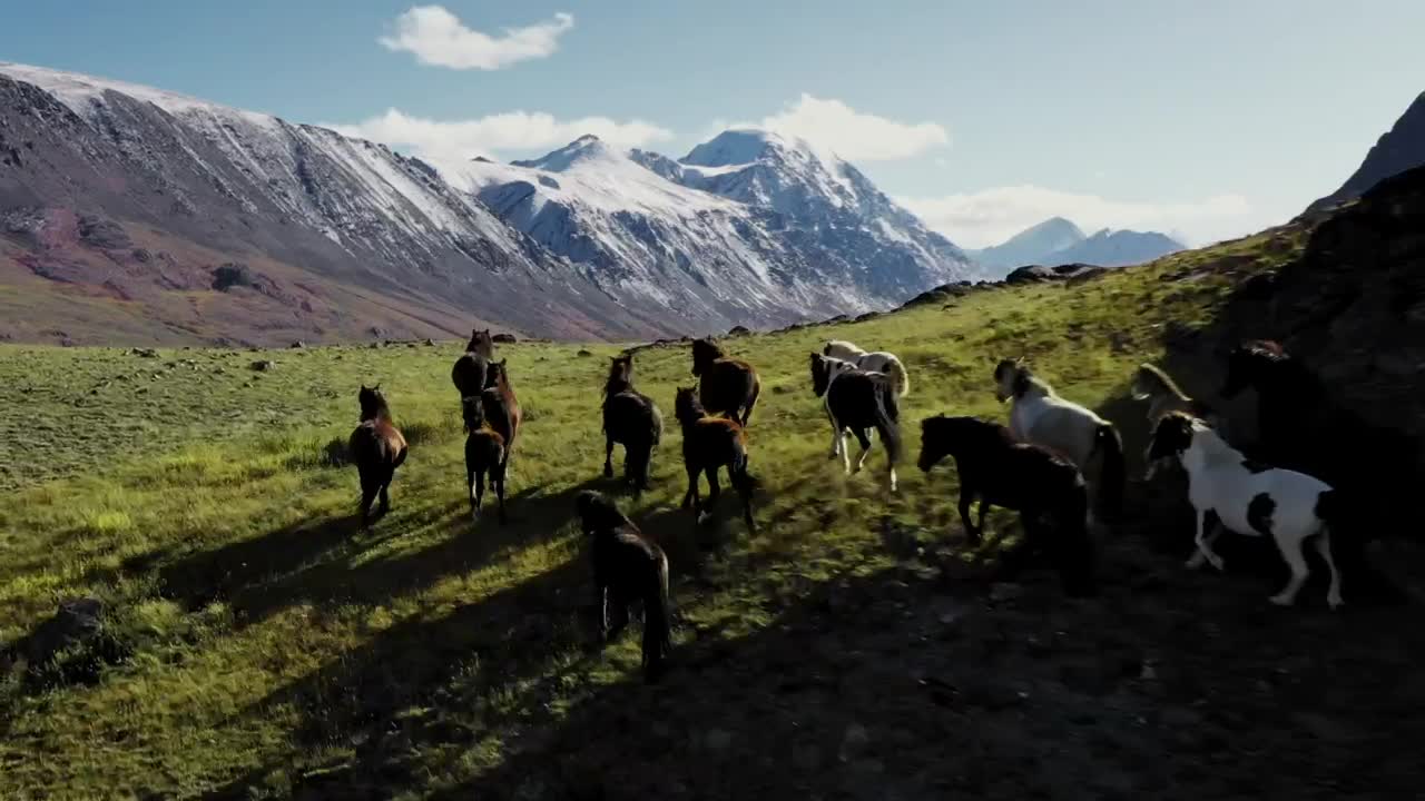 Free Stock Video Wild Horses Running Across The Meadow In The Mountains Live Wallpaper - Free Download