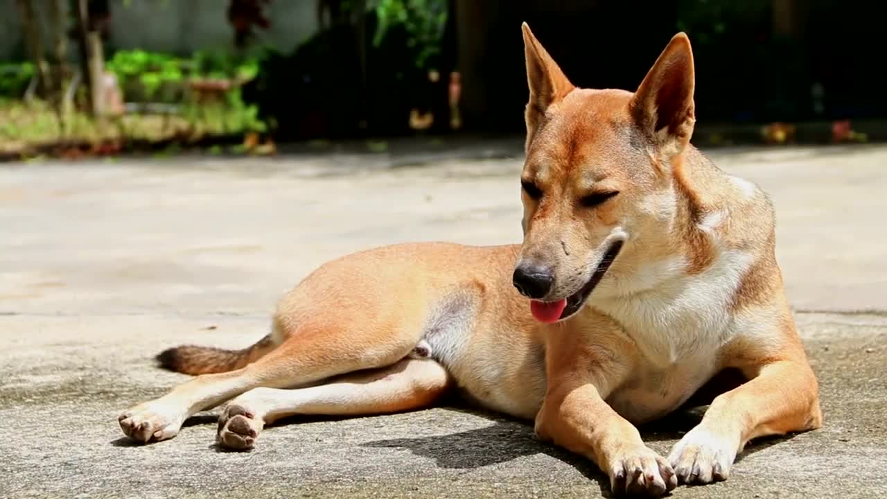 Stock Video Dog Lying On The Floor Breathing In The Sun Live Wallpaper For PC - Free Download