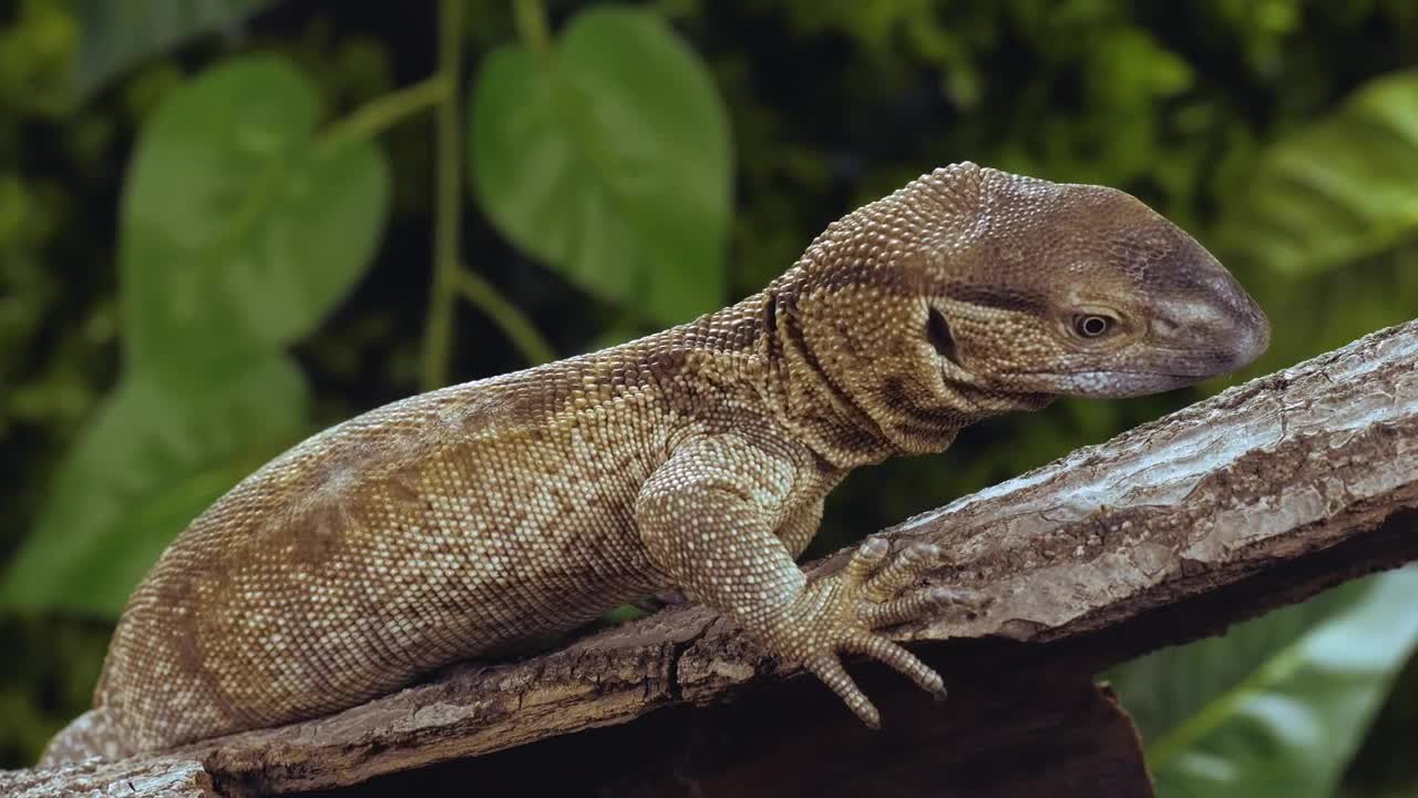 Stock Video Lizard Resting On A Trunk Closeup In Slow Motion Animated Wallpaper - Free Download