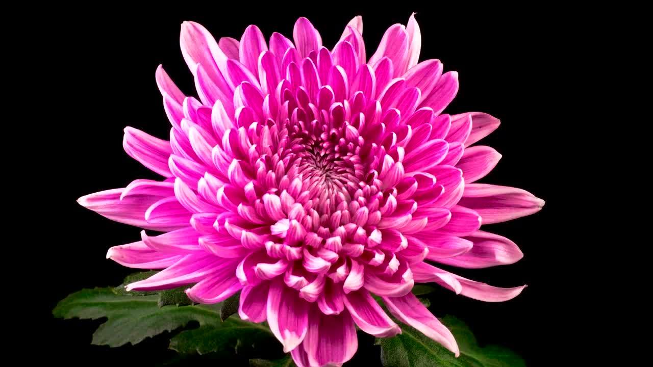 Video Stock Pink Chrysanthemum Slowly Opening Live Wallpaper Free - Free Download