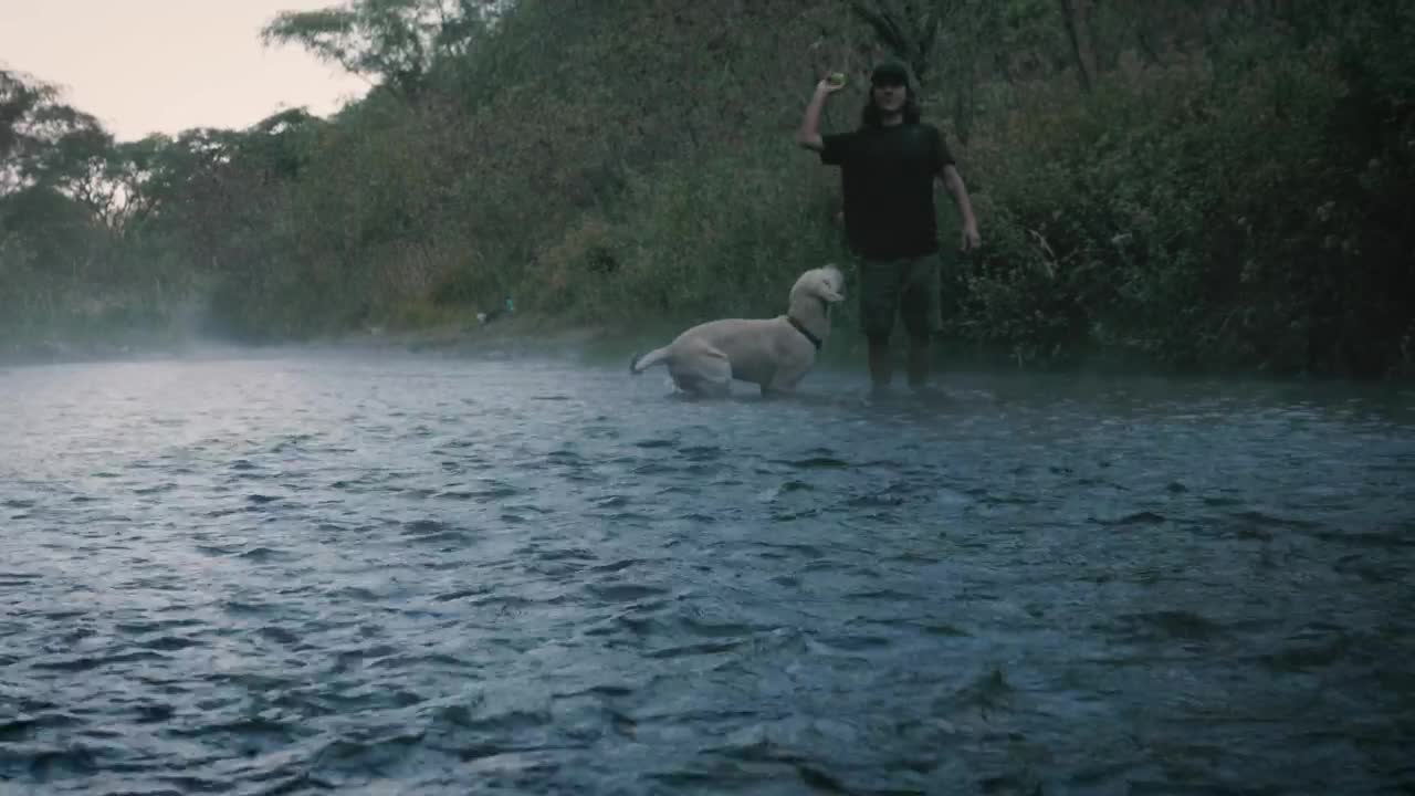 Stock Video Dog And Owner Playing With A Ball In A Creek Live Wallpaper For PC - Free Download