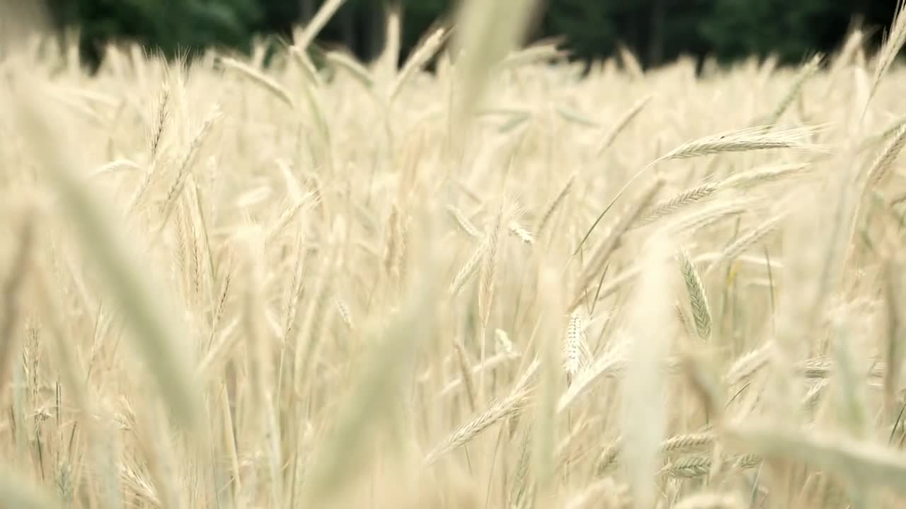 Stock Footage Wheat Field Moved By The Wind Live Wallpaper - Free Download