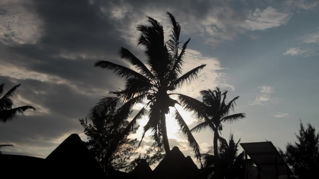 Stock Video Palms Blowing In The Wind Live Wallpaper - Free Download