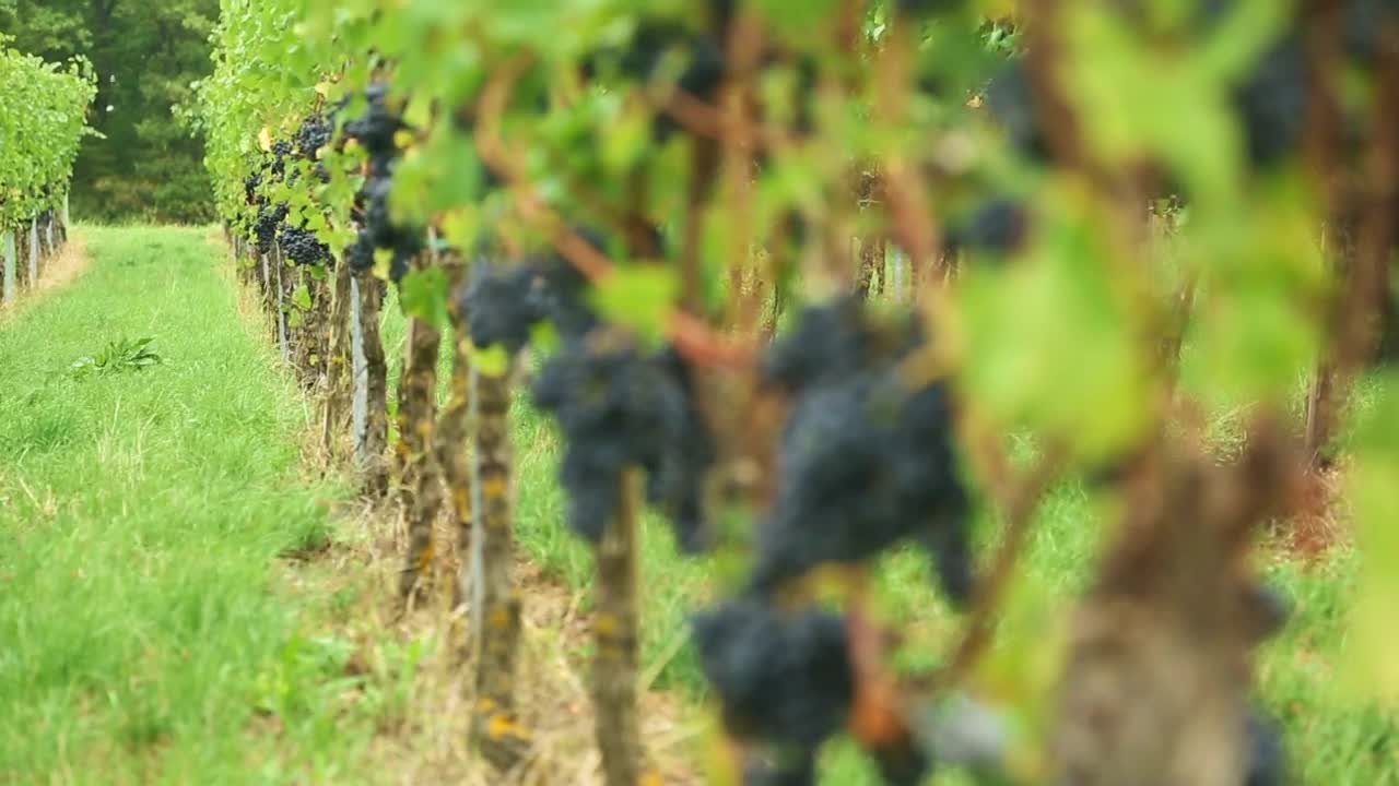 Stock Video Grape Trees At The Vineyard Live Wallpaper For PC - Free Download