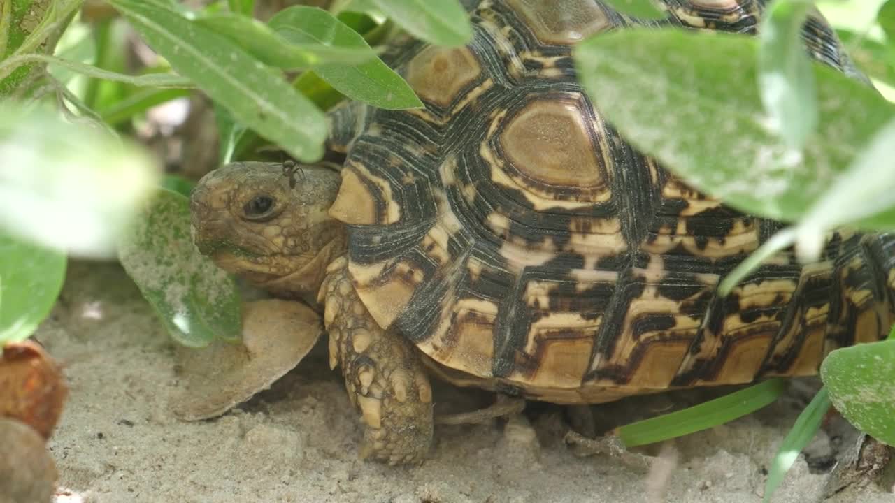 Video Stock Closeup Of A Turtle In The Ground Live Wallpaper For PC - Free Download