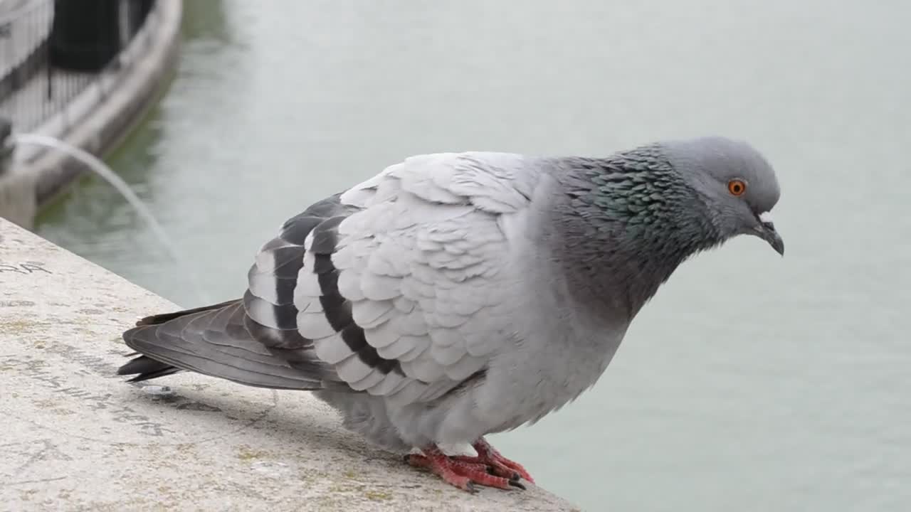 Video Stock Pigeon Looking At A Fountain Live Wallpaper Free - Free Download