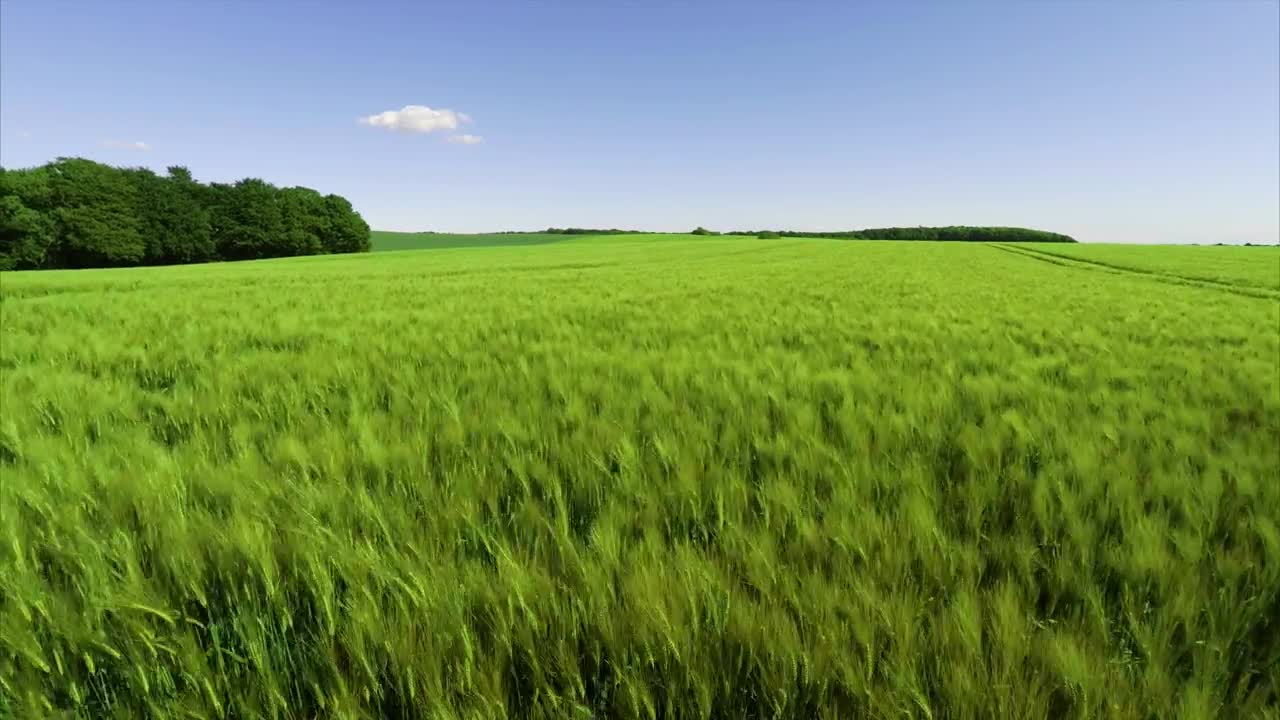 Stock Footage Wheat Field Growing In Summer Live Wallpaper - Free Download