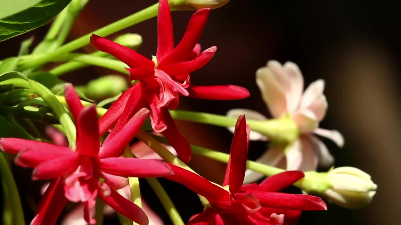 Stock Video Flowers Moving Gently In The Wind Live Wallpaper For PC - Free Download