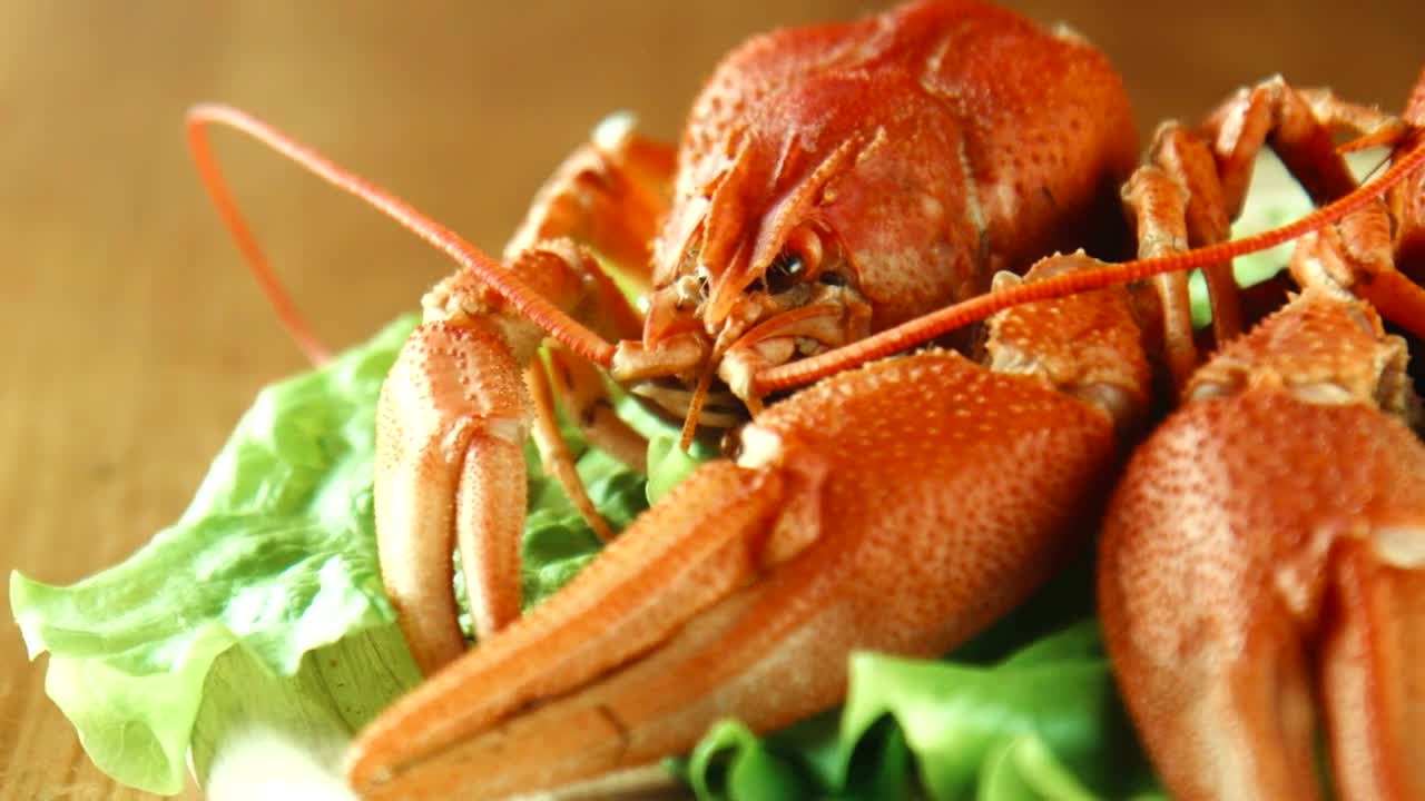 Stock Video Lobster Close Up On A Lettuce Bed Animated Wallpaper - Free Download